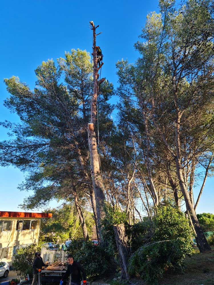Large tree pruning