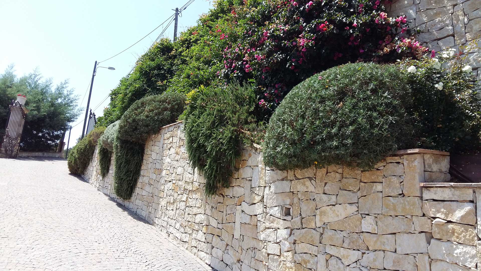 Plants trimming
